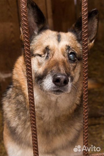 Собака Тиша