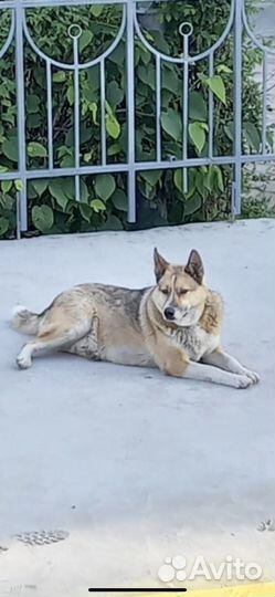 Собака мальчик Рекс