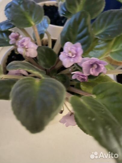 Комнатные цветы фиалки