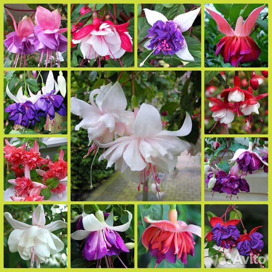 Пион Tom Eckhardt и другие пионы и многолетники