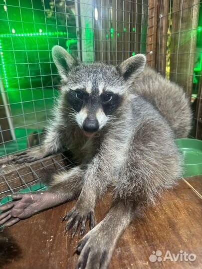 Енот полоскун