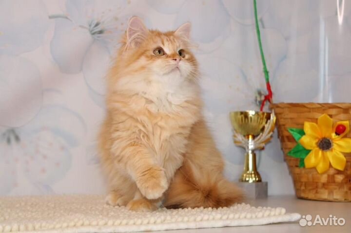 Золотой циннамон британец