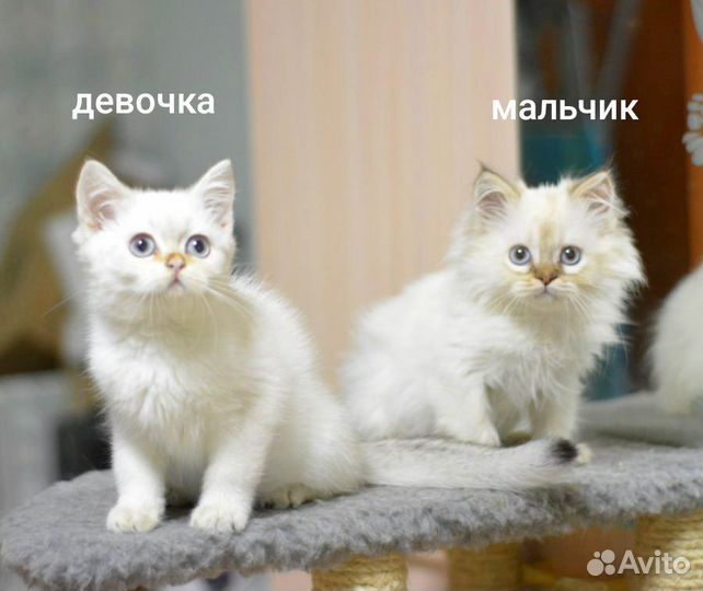 Шотландские котята