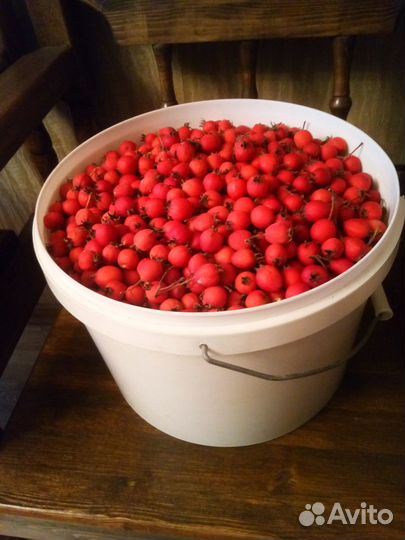 Боярышник ягоды