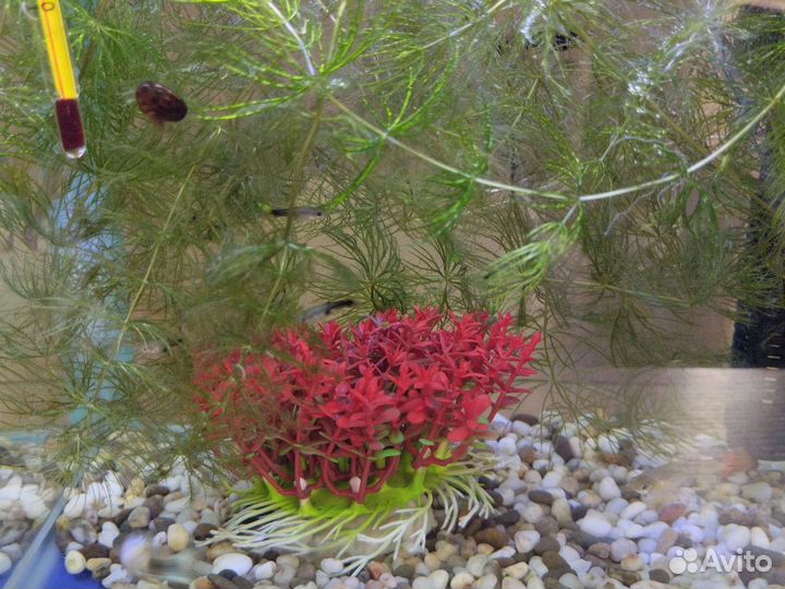 Рыбки гуппи мальки