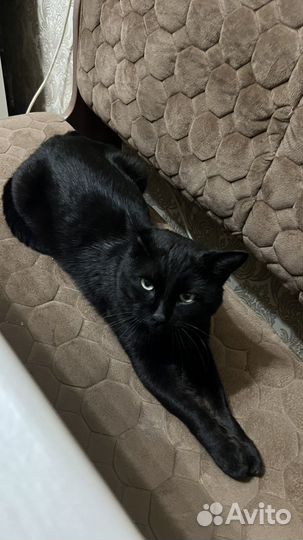 Черный котик на удачу в добрые руки