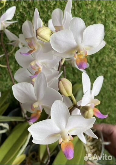 Орхидея Хатуюки