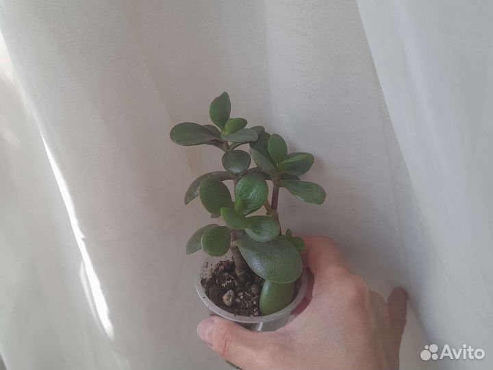 Крассула толстянка (денежное)