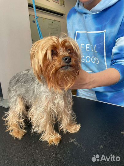 Груминг собак