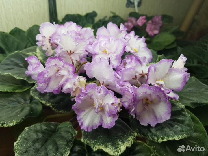 Детки сортовых фиалок