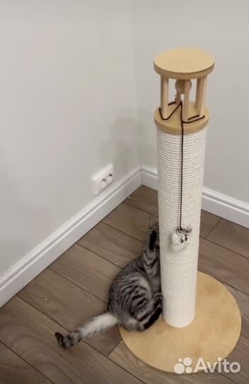 Когтеточка