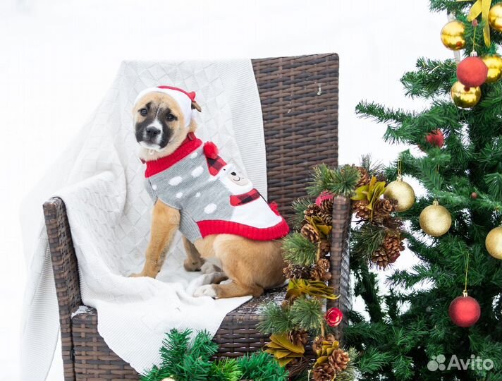 Щенок девочка ищет дом