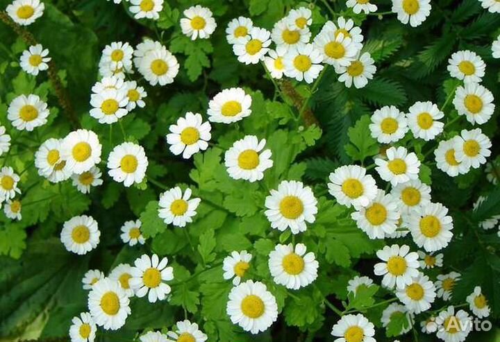 Ромашки садовые (саженцы)