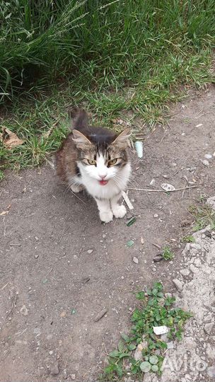 Кошка в дар бесплатно
