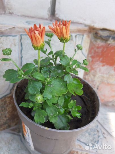 Хризантема мультифлора