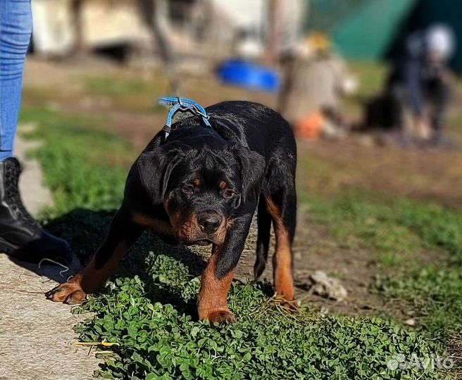 Ротвейлер друг и охранник