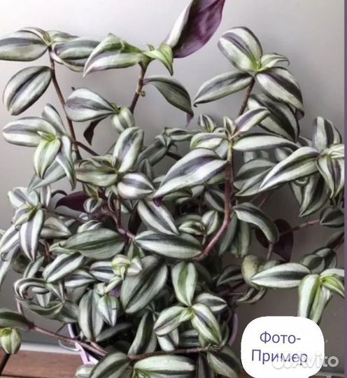 Традесканция, комнатные цветы