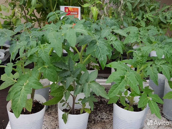 Рассада помидор и перцев