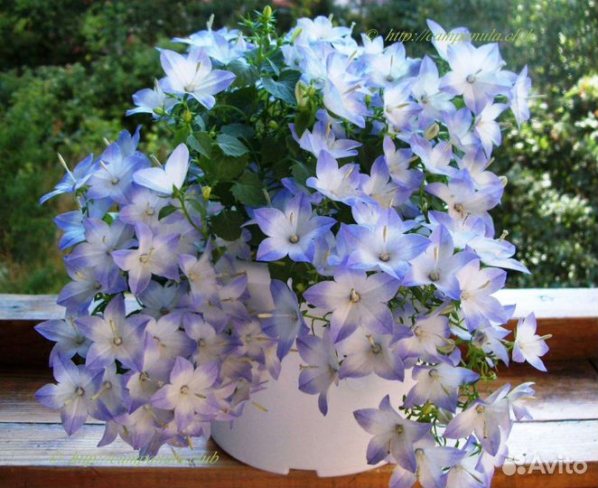 Невеста, любовник