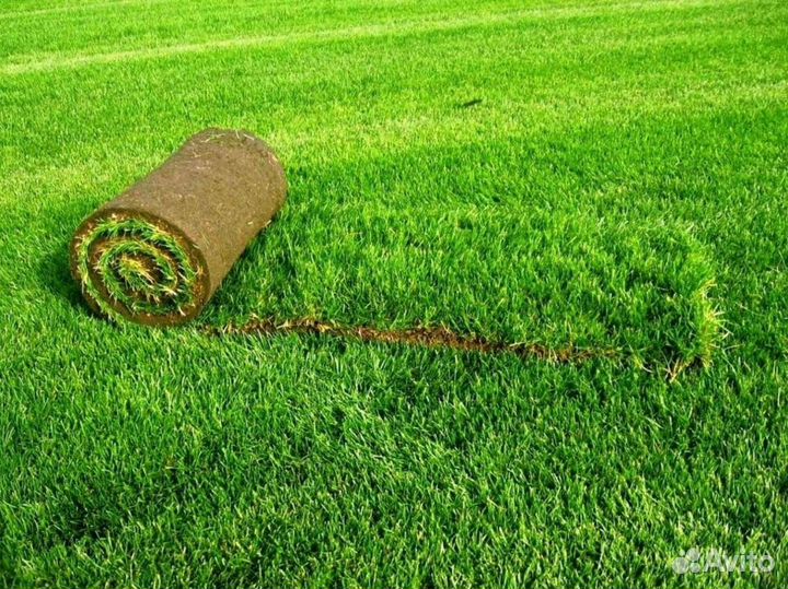 Рулонный газон с укладкой