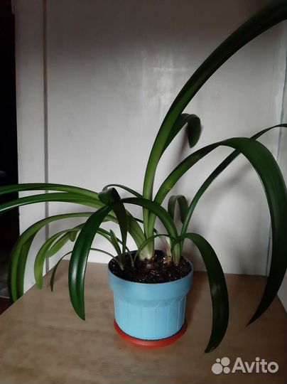 Гиппеаструм