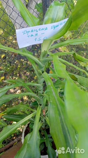 Драцена пушистая