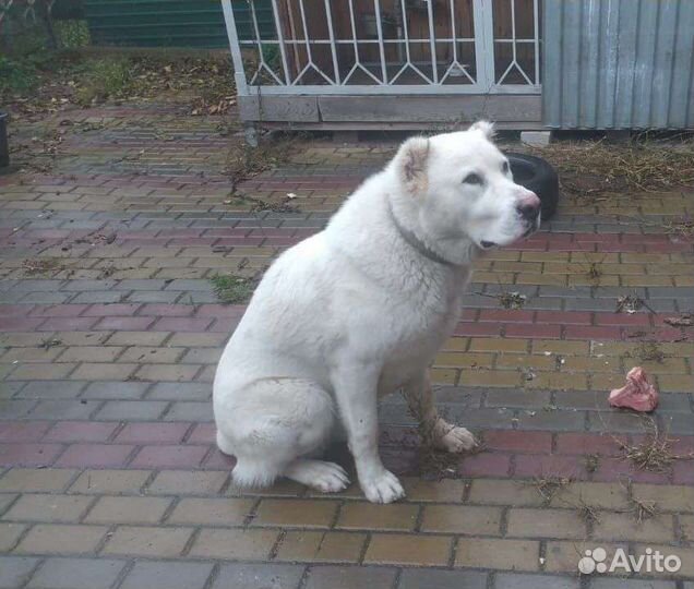 Вязка Алабай