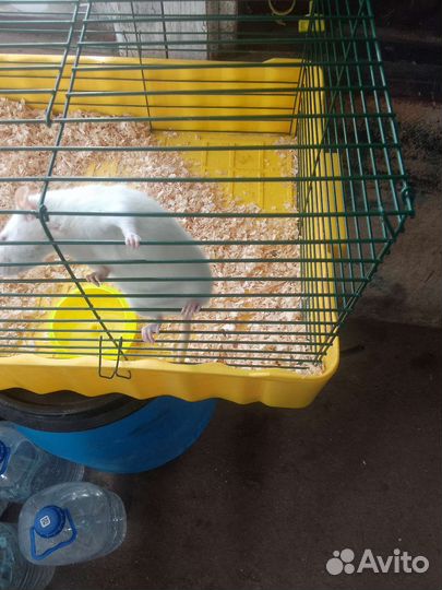 Крыса дамбо