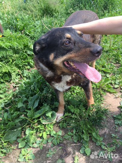 Жуля ищет дом