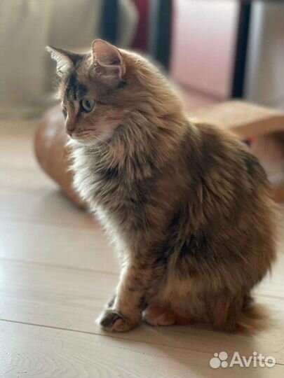 Кошка 2 года