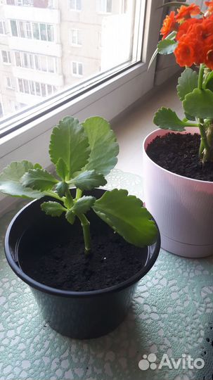 Каланхоэ оранжевый