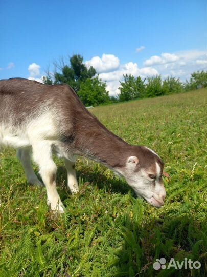 Козлята ламанча, бараны на племя