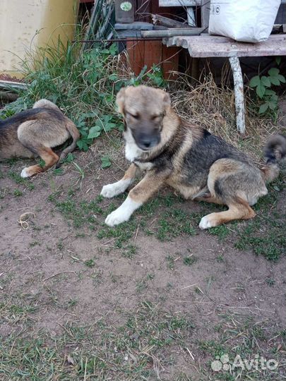 Отдам бесплатно