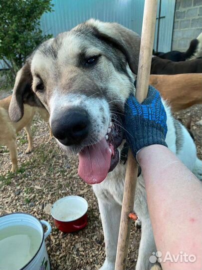 Метис сао в поисках семьи