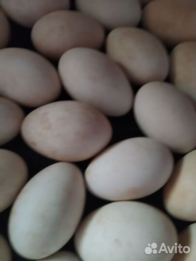 Яйца гусиные