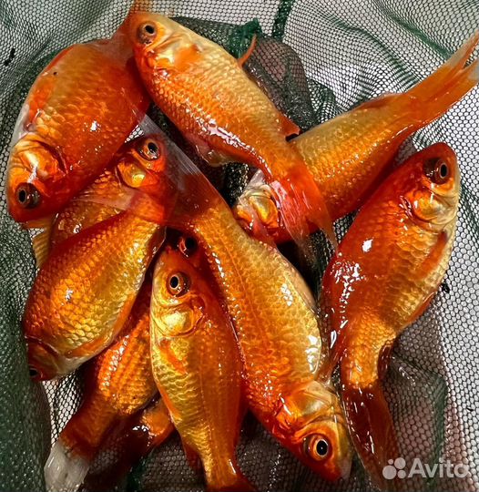 Рыба для пруда мальки