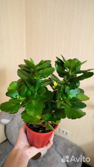 Каланхоэ жёлтый