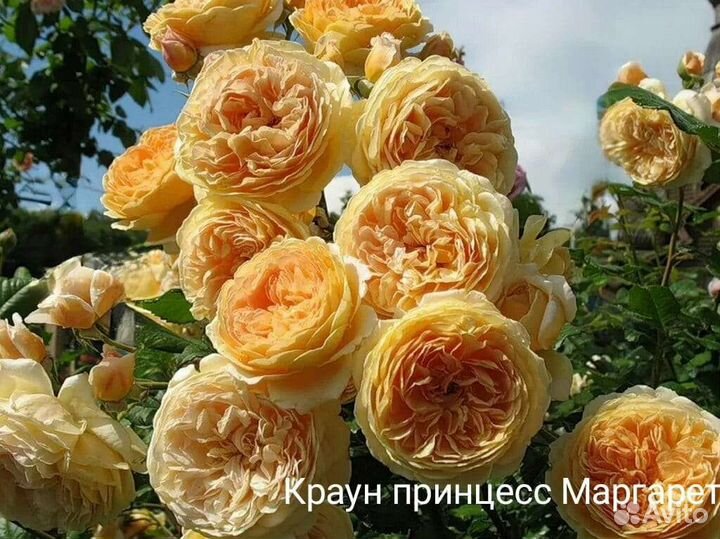 Саженцы роз