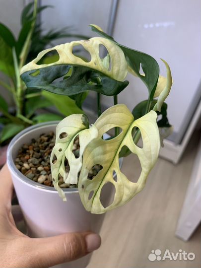 Манстера адансона белая вариагатная