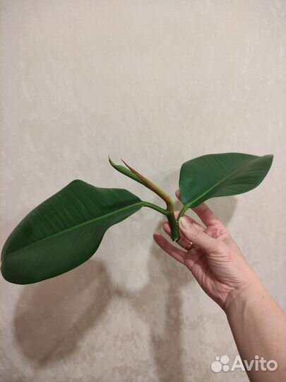 Фикус каучуконосный