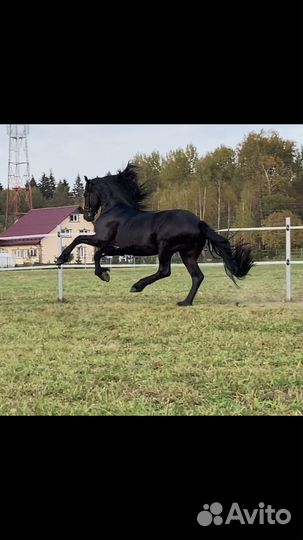 Фризский жеребец