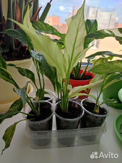 Спатифиллум домино