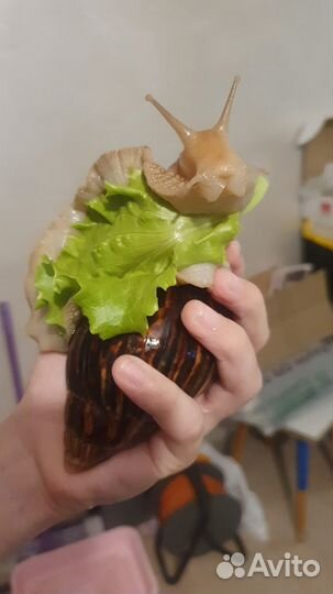 Улитки ахатины бесплатно