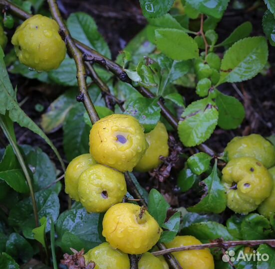 Хеномелес Японский, семена