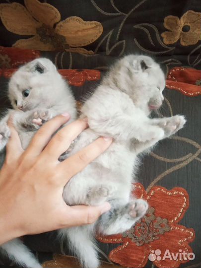 Шотландская