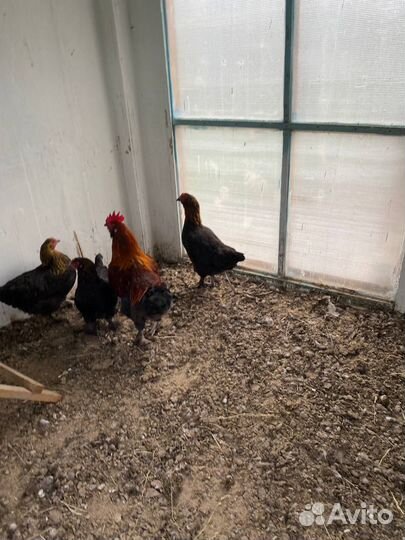 Фавероль куры