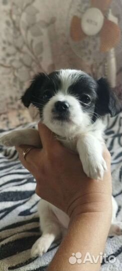 Щенки чихуахуа мини