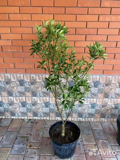 Кумкват дерево