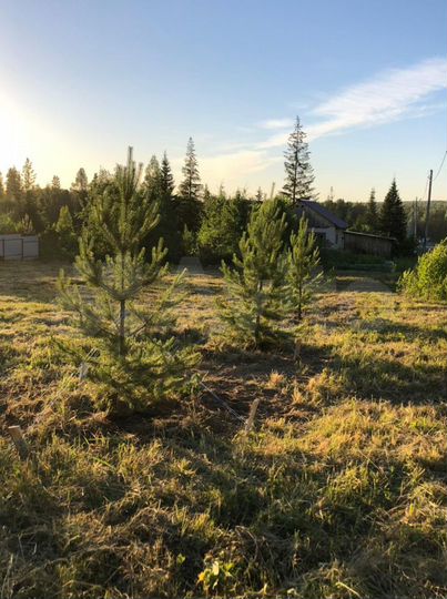 Участок 16,5 сот. (СНТ, ДНП)