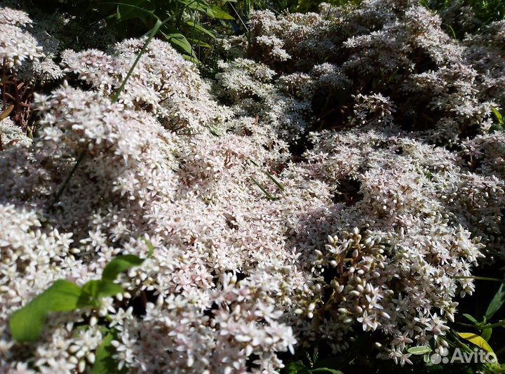 Садовые растения